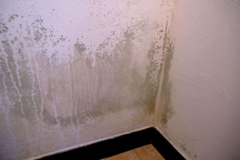 Mold Mitigation Service in Bergen County, NJ