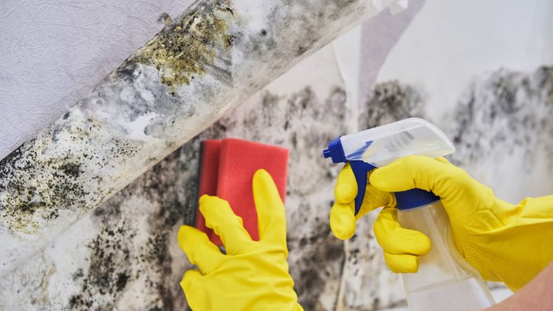 Mold Removal in Essex County, NJ