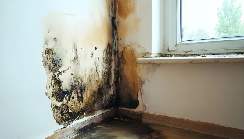 Mold Restoration in Frisco, TX